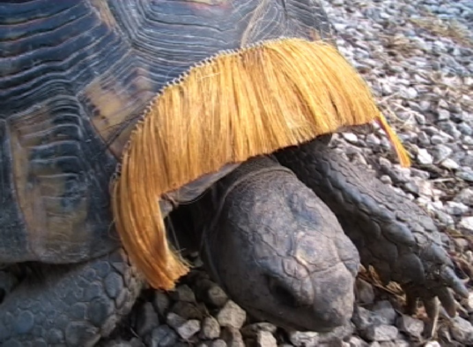 Feuilleton Bande-annonces (Trailers)