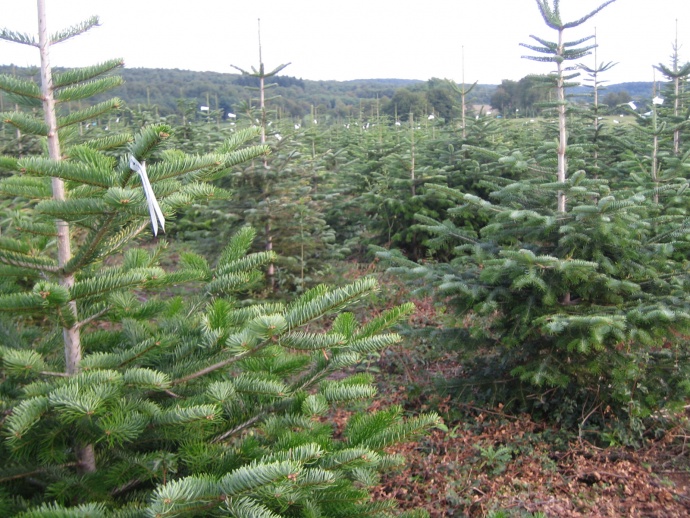 Feuilleton Bande-annonces (Trailers)