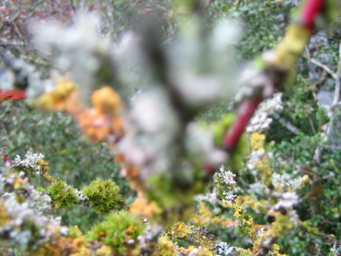 Mushi kiki residency 