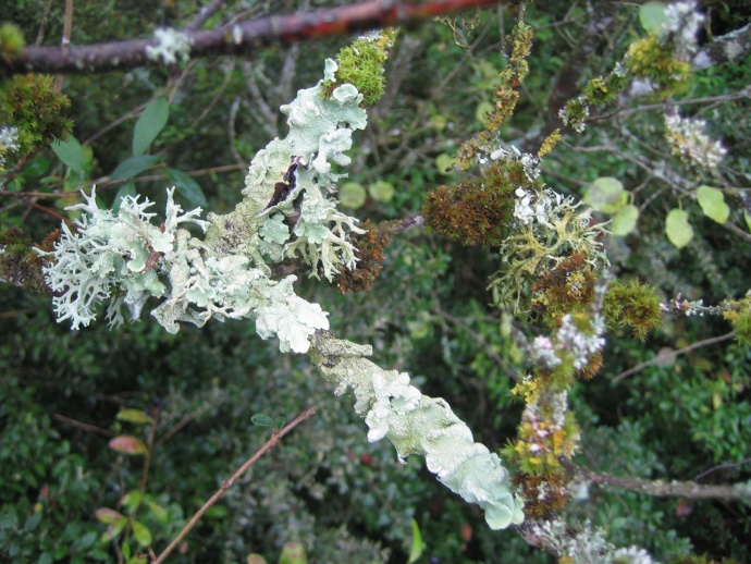 Mushi kiki residency 