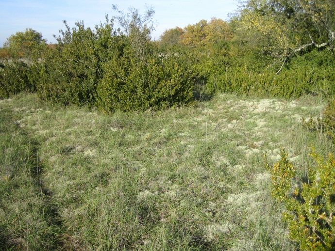 Mushi kiki residency 