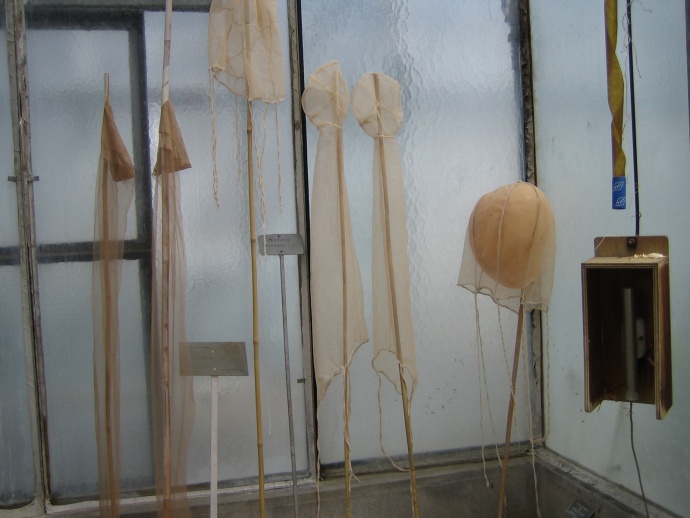 Projet Serres, Frédéric Lormeau