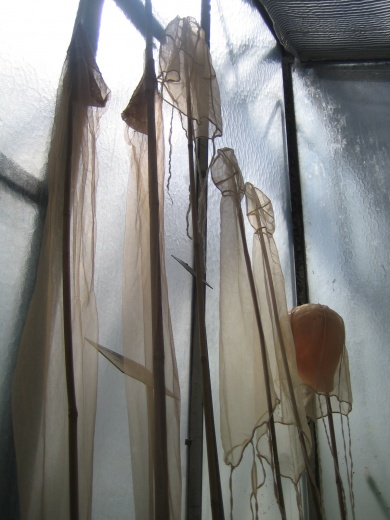 Projet Serres, Frédéric Lormeau