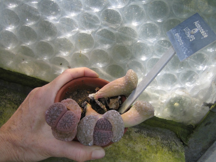 Projet Serres, Frédéric Lormeau