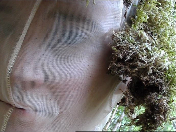 au jardin de Barbirey au jardin de Barbirey