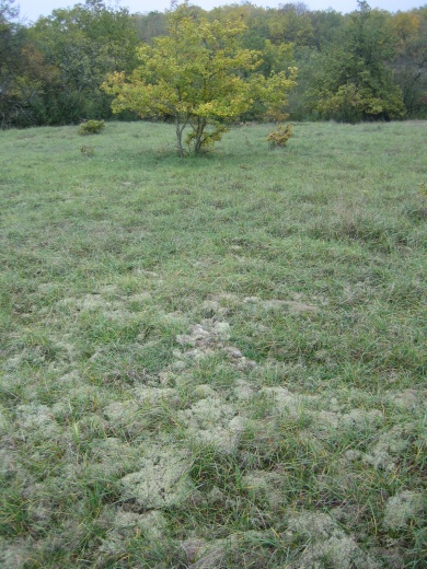 Mushi kiki résidence