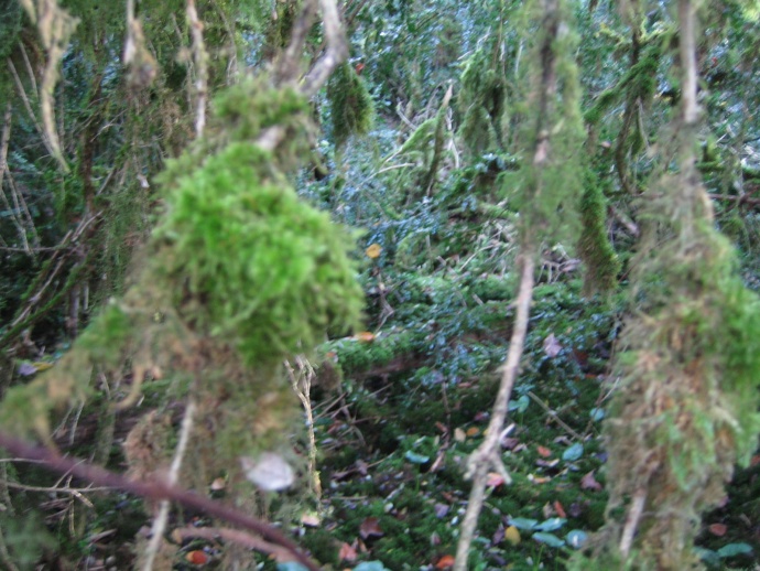 Mushi kiki résidence