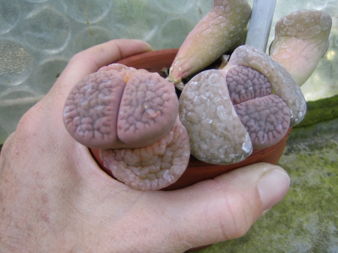 Projet Serres, Frédéric Lormeau