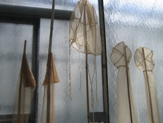 Projet Serres, Frédéric Lormeau